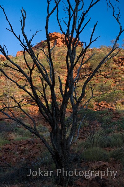 Kings Canyon_20070918_038.jpg